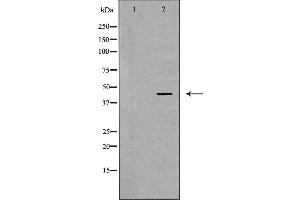 Western blot analysis of MCF7 cell lysate, using LHX8 Antibody. (LHX8 anticorps  (Internal Region))