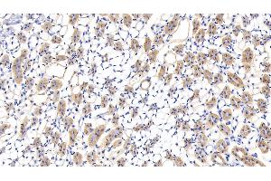 Detection of LUM in Mouse Kidney Tissue using Polyclonal Antibody to Lumican (LUM)