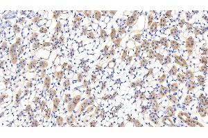 Detection of LUM in Mouse Kidney Tissue using Polyclonal Antibody to Lumican (LUM) (LUM anticorps  (AA 19-338))