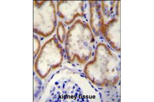 CUX1 Antibody immunohistochemistry analysis in formalin fixed and paraffin embedded human kidney tissue followed by peroxidase conjugation of the secondary antibody and DAB staining.