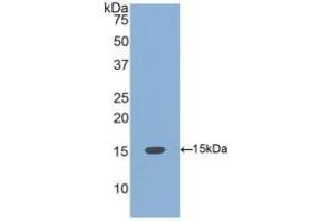 WB of Protein Standard: different control antibodies against Highly purified E. (BMP4 Kit CLIA)