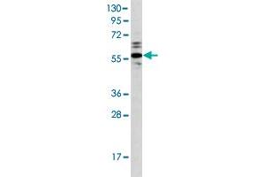 Western blot analysis of Ramos cell lysate (35 ug/lane) with PTPN1 polyclonal antibody . (PTPN1 anticorps  (AA 1-321))