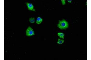 Immunofluorescence staining of Hela cells with ABIN7162449 at 1:100, counter-stained with DAPI.