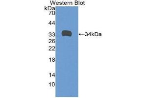 Western Blotting (WB) image for anti-Angiopoietin 4 (ANGPT4) (AA 36-297) antibody (ABIN1857999) (Angiopoietin 4 anticorps  (AA 36-297))
