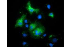 Anti-MAPK7 mouse monoclonal antibody (ABIN2454019) immunofluorescent staining of COS7 cells transiently transfected by pCMV6-ENTRY MAPK7 (RC203506). (MAPK7 anticorps)