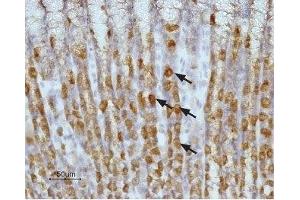 Expression of Histamine H2 receptor in rat stomach - Immunohistochemical staining of paraffin embedded section of rat stomach using Anti-Histamine H2 Receptor (HRH2) (extracellular) Antibody (ABIN7043270, ABIN7044507 and ABIN7044508), (1:100). (HRH2 anticorps  (Extracellular))