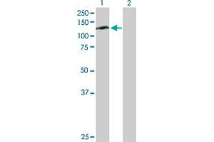 Western Blot analysis of RFX6 expression in transfected 293T cell line by RFX6 MaxPab polyclonal antibody. (RFX6 anticorps  (AA 1-928))