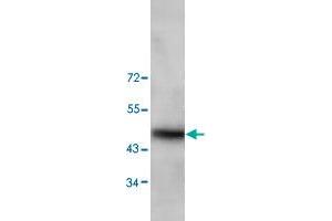 Western blot analysis of HeLa cell lysate with TRIM13 polyclonal antibody  at 1 : 200 dilution. (TRIM13 anticorps  (N-Term))