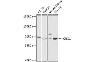 Western blot analysis of extracts of various cell lines using KCNQ1 Polyclonal Antibody at dilution of 1:1000. (KCNQ1 anticorps)