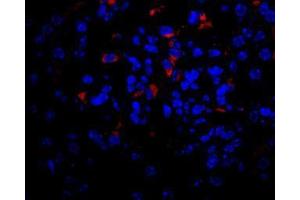 Image no. 2 for anti-Vascular Endothelial Growth Factor A (VEGFA) antibody (ABIN465274) (VEGFA anticorps)