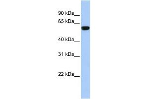 WB Suggested Anti-TRIM72 Antibody Titration:  0. (TRIM72 anticorps  (Middle Region))