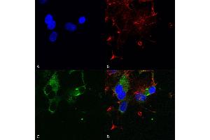 Immunocytochemistry/Immunofluorescence analysis using Mouse Anti-Cav1. (CACNA1D anticorps  (AA 859-875) (PE))