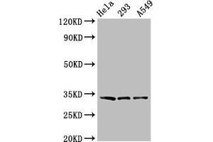 Western Blot Positive WB detected in: Hela whole cell lysate, 293 whole cell lysate, A549 whole cell lysate All lanes: GOLPH3 antibody at 3. (GOLPH3 anticorps  (AA 16-150))