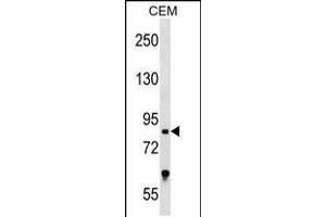 Western blot analysis in CEM cell line lysates (35ug/lane). (TCF25 anticorps  (N-Term))