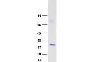 Validation with Western Blot