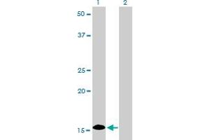 Western Blot analysis of ID1 expression in transfected 293T cell line by ID1 monoclonal antibody (M02), clone 1F7.