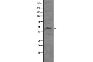 Western blot analysis of VPS4B expression in 293T whole cell lysate ,The lane on the left is treated with the antigen-specific peptide. (VPS4B anticorps  (Internal Region))