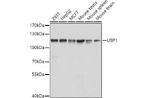 Western blot analysis of extracts of various cell lines, using USP1 antibody (ABIN6129580, ABIN6149989, ABIN6149990 and ABIN6222529) at 1:1000 dilution. (USP1 anticorps  (AA 486-785))
