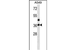 Western blot analysis in A549 cell line lysates (35ug/lane). (LASP1 anticorps  (AA 120-148))