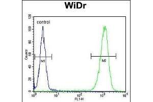 TSN33 Antibody (C-term) (ABIN653346 and ABIN2842828) flow cytometric analysis of WiDr cells (right histogram) comred to a negative control cell (left histogram). (TSPAN33 anticorps  (C-Term))