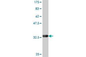 Western Blot detection against Immunogen (32.