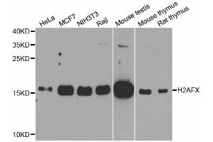 Western blot analysis of extracts of various cell lines, using H2AFX antibody. (H2AFX anticorps)