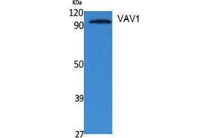 Western Blotting (WB) image for anti-Vav 1 Oncogene (VAV1) (Tyr292) antibody (ABIN3178075) (VAV1 anticorps  (Tyr292))