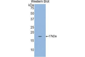 Western blot analysis of recombinant Mouse GKN3. (Gastrokine 3 anticorps  (AA 38-177))