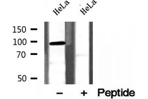 Western blot analysis of extracts of HeLa cells, using PYGL antibody.
