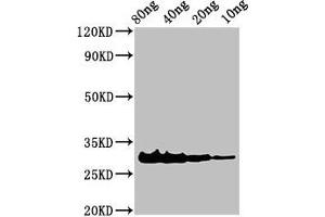 Western Blot Positive WB detected in Recombinant protein All lanes: Rhodocytin subunit alpha antibody at 3 μg/mL Secondary Goat polyclonal to rabbit IgG at 1/50000 dilution Predicted band size: 31 kDa Observed band size: 31 kDa (LOC105923162 anticorps  (AA 1-136))