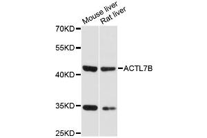 Western blot analysis of extracts of various cell lines, using ACTL7B antibody (ABIN6291741) at 1:3000 dilution. (Actl7b anticorps)