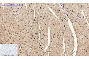 Immunohistochemical analysis of paraffin-embedded mouse heart tissue. (HMGB1 anticorps  (N-Term))
