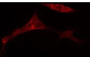 ABIN6274615 staining 293 cells by IF/ICC.