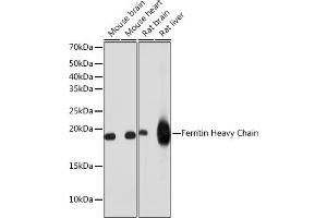 Western blot analysis of extracts of various cell lines, using Ferritin Heavy Chain antibody (ABIN7267168) at 1:1000 dilution.