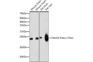 Western blot analysis of extracts of various cell lines, using Ferritin Heavy Chain antibody (ABIN7267168) at 1:1000 dilution. (FTH1 anticorps)