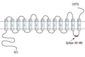 anti-Solute Carrier Family 47, Member 2 (SLC47A2) (6th Cytoplasmic Loop), (AA 481-496) antibody