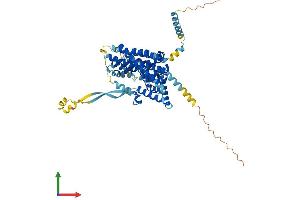AlphaFold protein structure predicition of Human Recombinant SLC1A3 Protein, UniprotID P43003