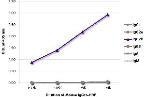 Mouse IgG2b isotype control (HRP)