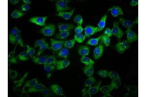 Immunofluorescence staining of Hela cells with ABIN7164489 at 1:133, counter-stained with DAPI. (GPR27 anticorps  (AA 203-285))