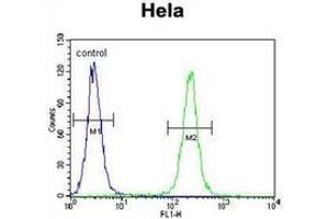 Flow cytometric analysis of Hela cells using IGF2 Antibody (right histogram) compared to a negative control cell (left histogram). (IGF2 anticorps  (Middle Region))