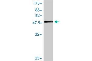 Western Blot detection against Immunogen (55.