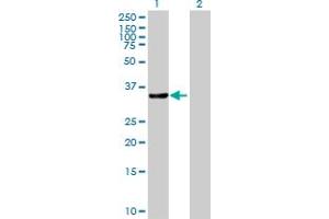 Western Blot analysis of CRKL expression in transfected 293T cell line by CRKL MaxPab polyclonal antibody. (CrkL anticorps  (AA 1-303))