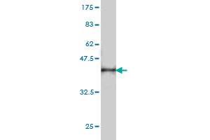 Western Blot detection against Immunogen (36.