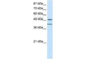 RAE1 antibody used at 0. (RAE1 anticorps)