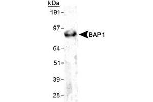 Western blot analysis of BAP1 in HeLa whole celll lysate using BAP1 monoclonal antibody, clone 1G8 . (BAP1 anticorps)