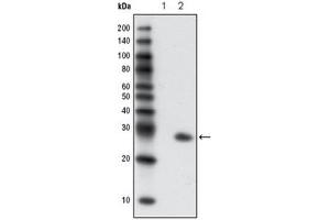 Western Blotting (WB) image for anti-Green Fluorescent Protein (GFP) antibody (ABIN1107357) (GFP anticorps)