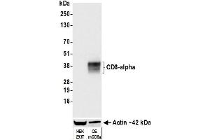 Western Blotting (WB) image for anti-CD8a Molecule (CD8A) (AA 28-194) antibody (ABIN7453877) (Recombinant CD8 alpha anticorps  (AA 28-194))