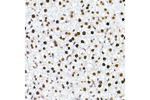 Immunohistochemistry of paraffin-embedded mouse liver using RBM3 Rabbit mAb (ABIN7270084) at dilution of 1:25 (40x lens). (RBM3 anticorps)