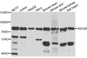 Western blot analysis of extracts of various cell lines, using ABCB8 antibody (ABIN5974712) at 1/1000 dilution. (ABCB8 anticorps)