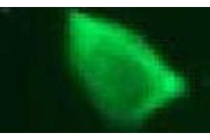 Immunofluorescence (IF) image for anti-Vimentin (VIM) antibody (ABIN1109484) (Vimentin anticorps)
